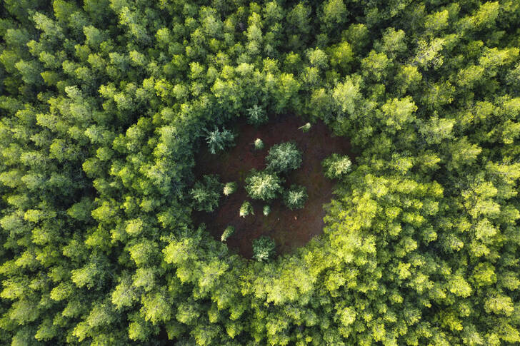 Aerial view of a forested area