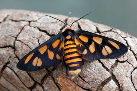 Hubner's wasp butterfly