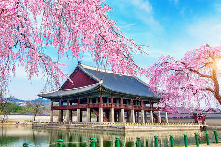 Gyeongbokgung-palasset og kirsebærblomstene