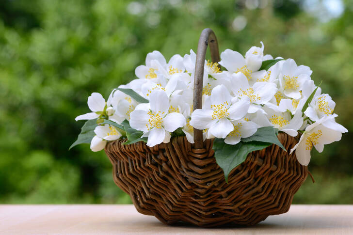 Kurv med jasminblomster