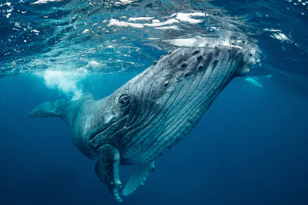 Kék bálna