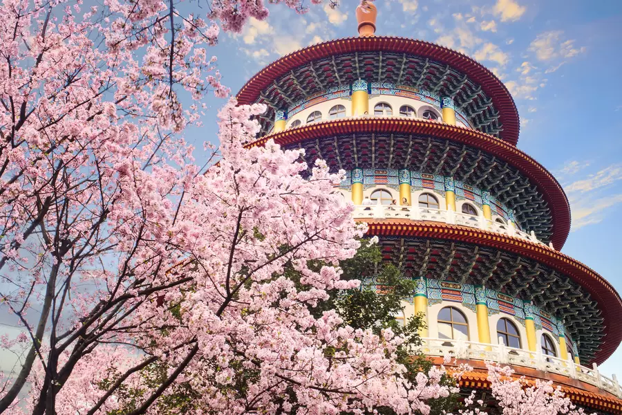 Sakura trädgård i Taipei