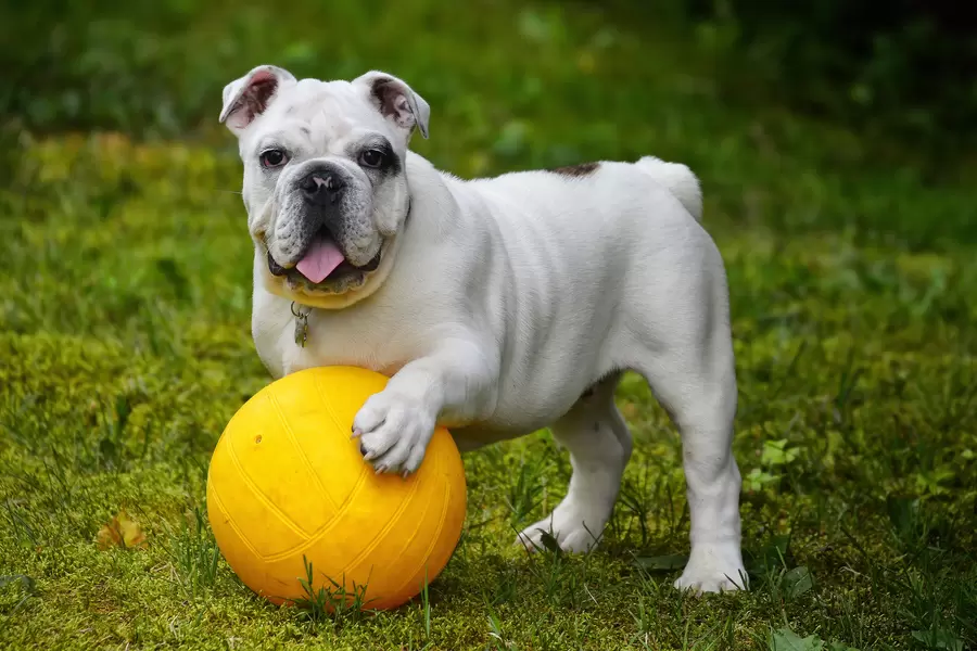 Engels bulldog pup