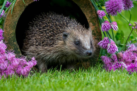 Hedgehog in the garden with flowers