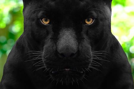 Black panther close up