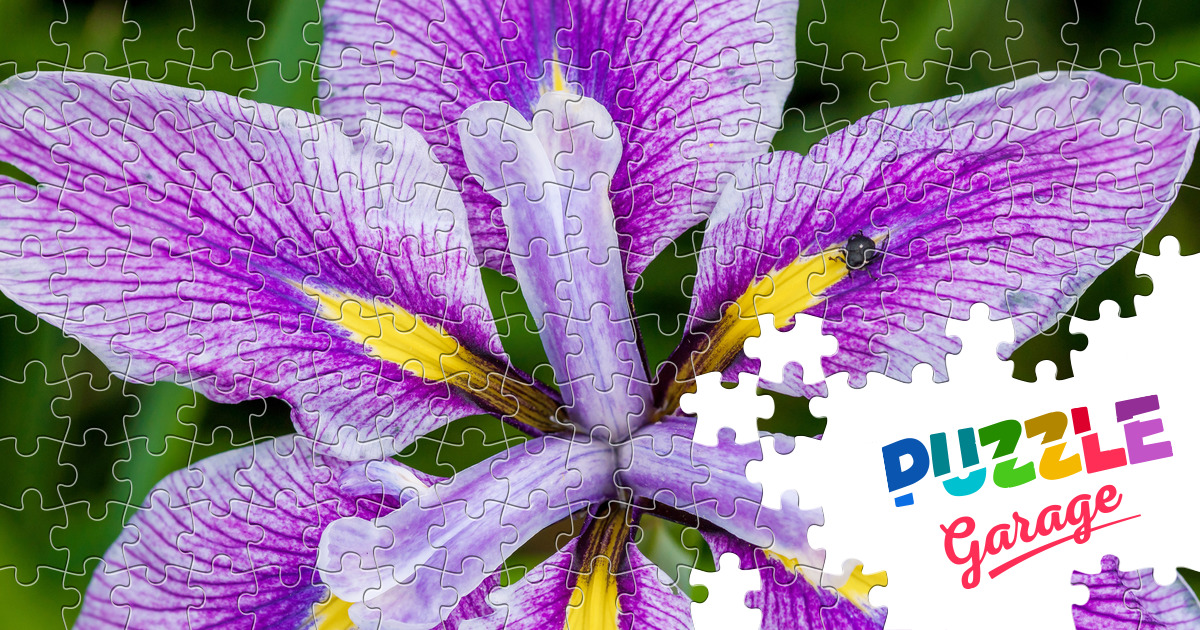 Flower Jigsaw Puzzle (Plants, Flowers) Puzzle Garage