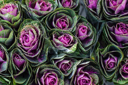 Flowering ornamental cabbage