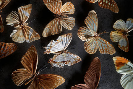 Collezione di farfalle