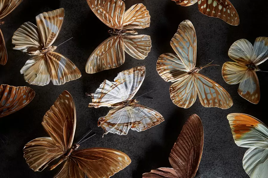 Collection de papillons