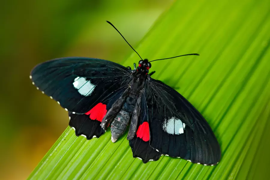 Parides