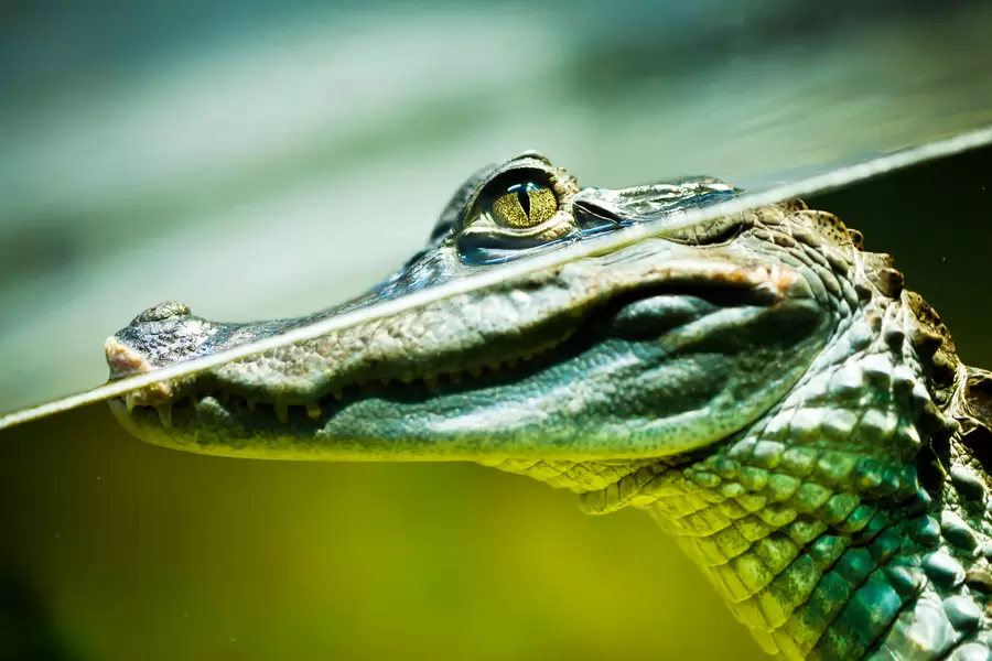 Buaya