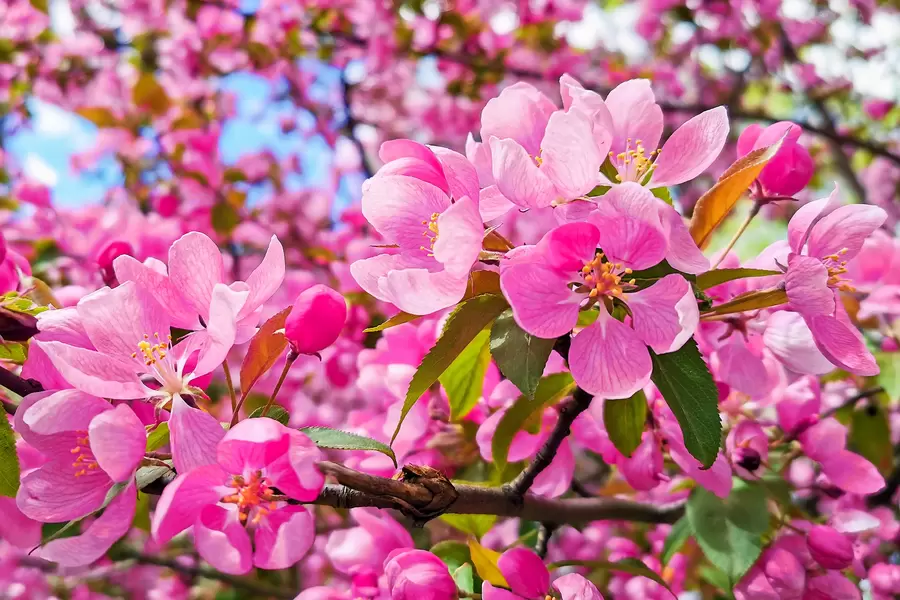 Árvore com flores rosa