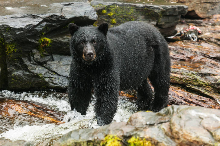 Black bear in a mountain river