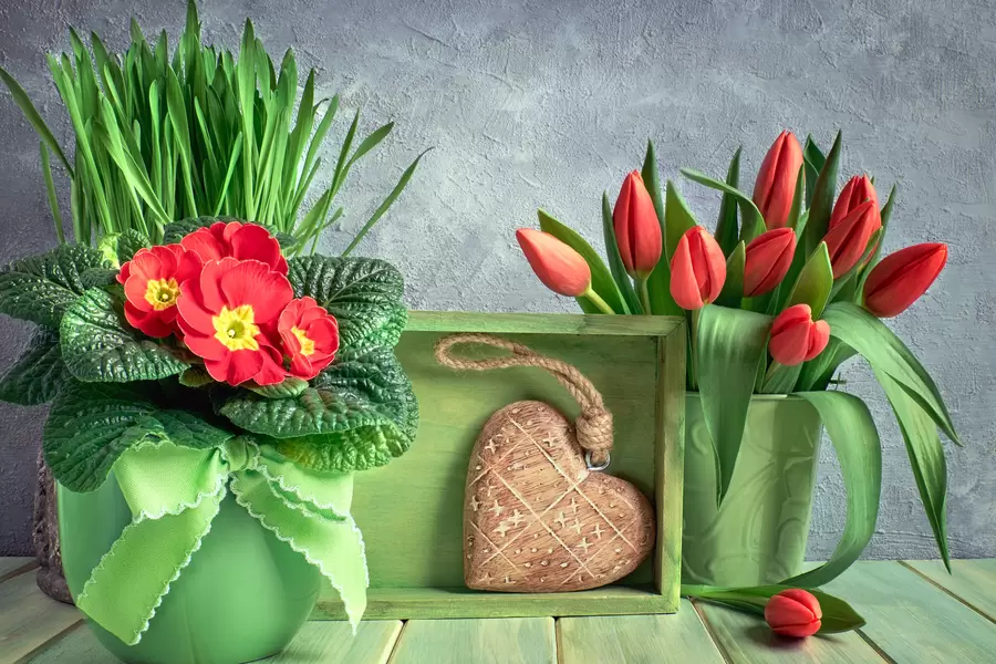 Tulip dan primrose dalam pot