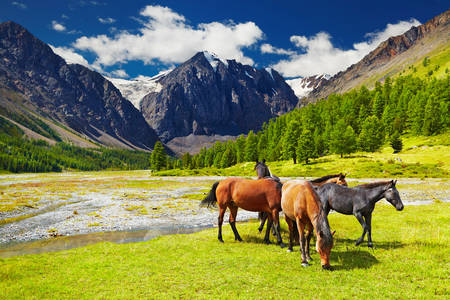 Grazing horses