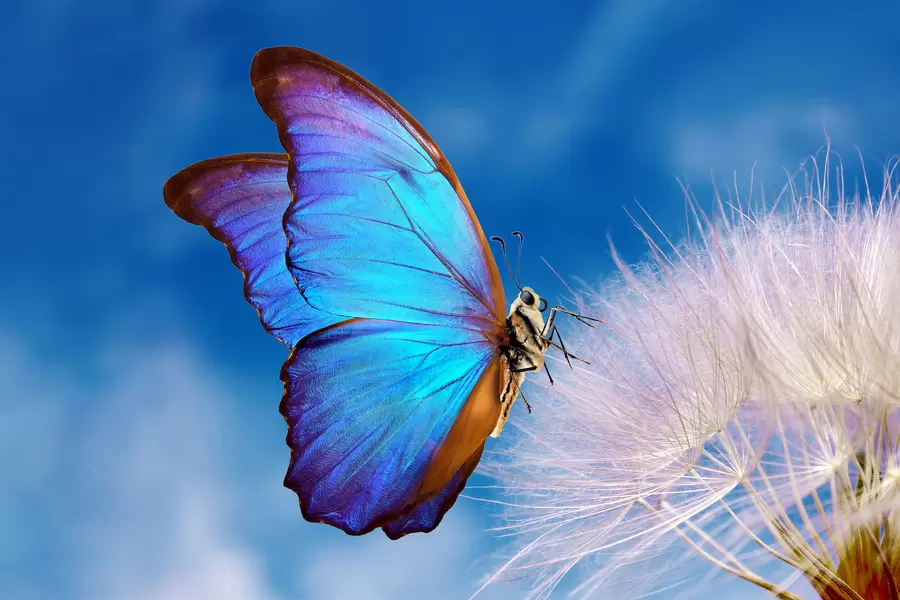 Morpho vlinder op paardebloem