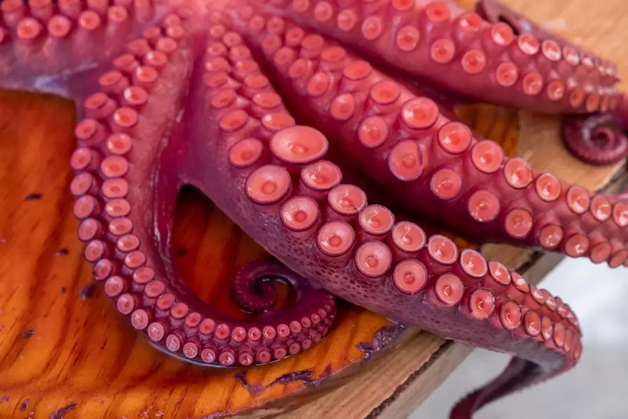 Tentáculos de polvo em tábua de madeira
