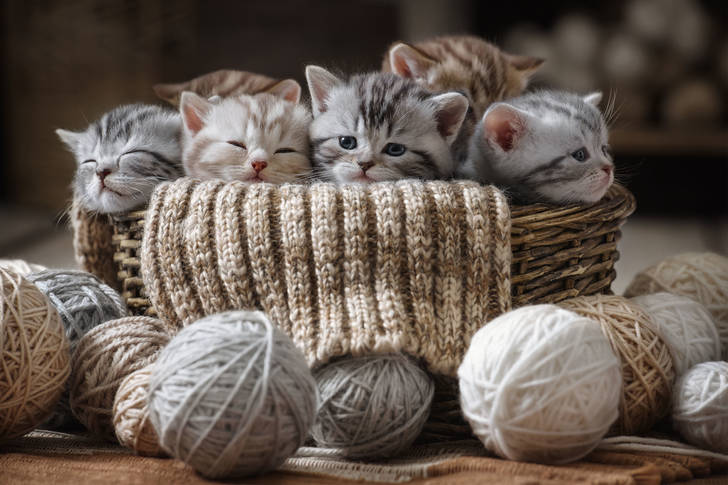 Kittens in een mand