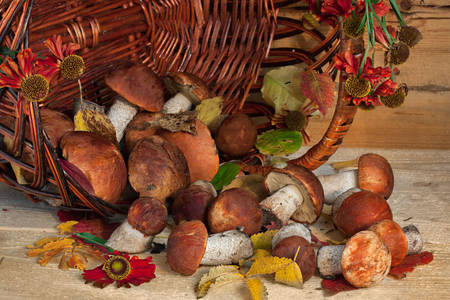 Forest mushrooms in a basket