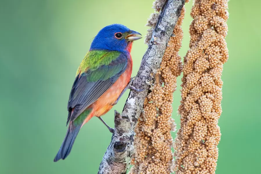 Painted Bunting Cardinal Male