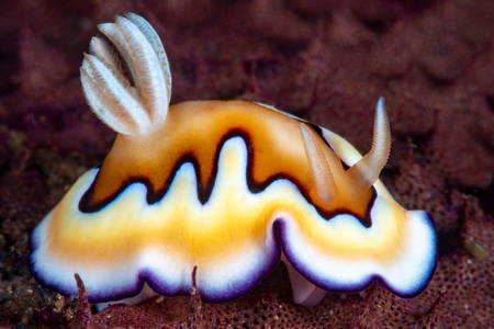 Sea clam close up