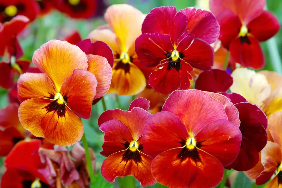 Pansi blommor