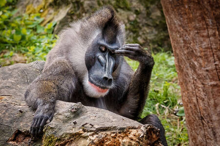 Pensive monkey