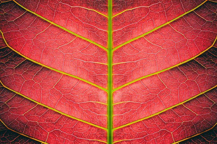 Красный лист