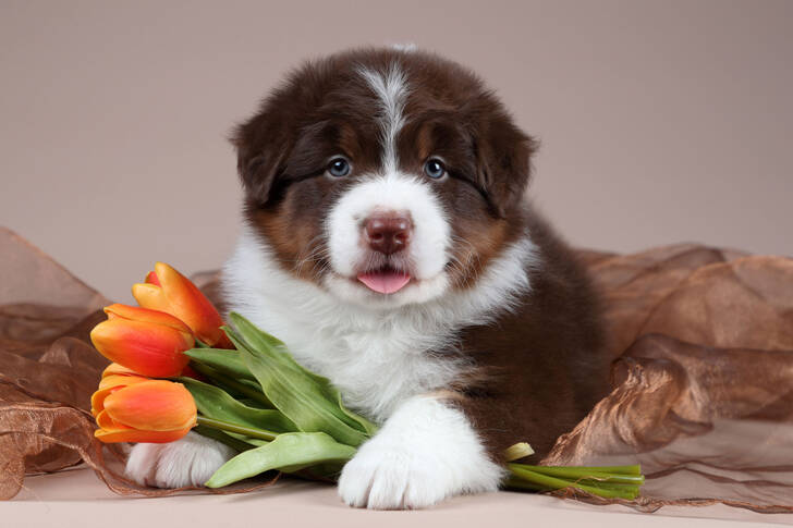 Puppy with tulips