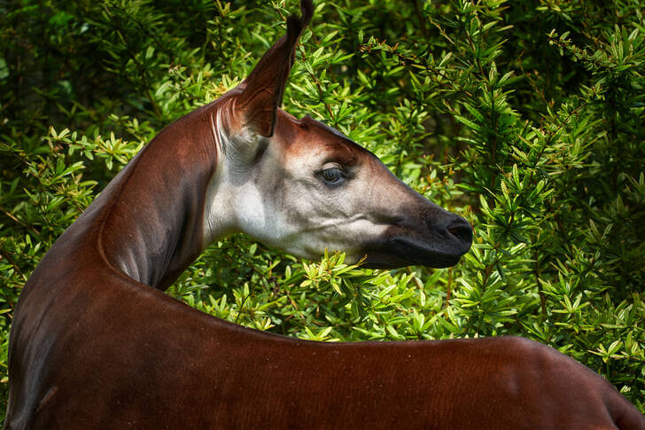 Okapi in the rainforest