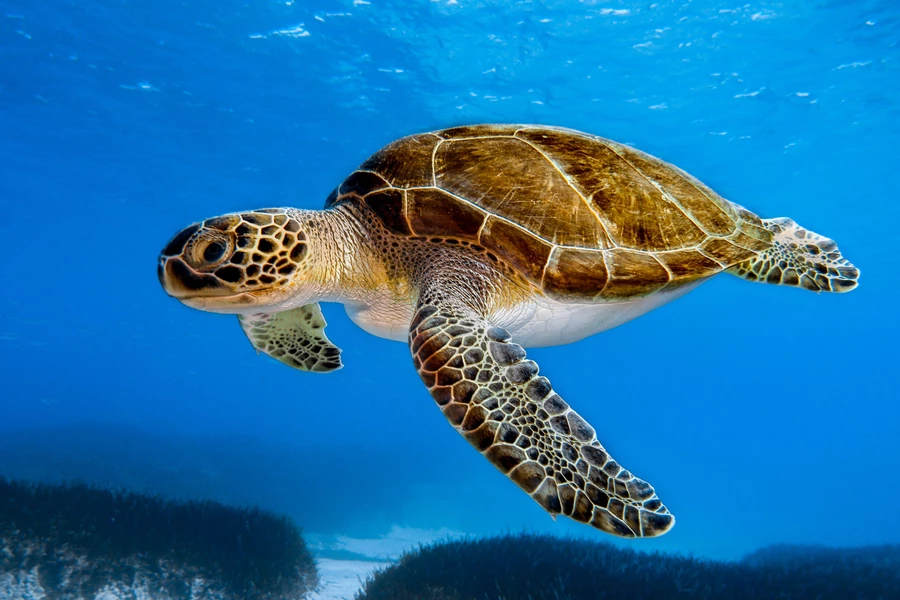 Groene schildpad