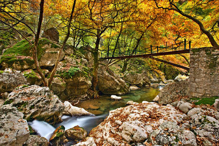 Autumn forest in Greece