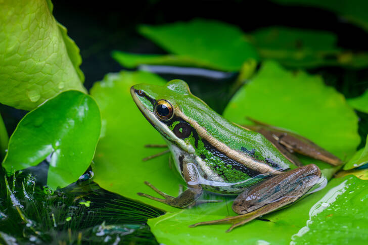 Żaba na zielonym liściu