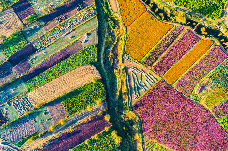 Colorful fields
