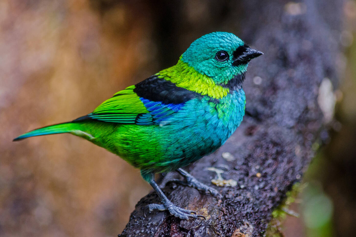 Green-headed tanager Jigsaw Puzzle (Animals, Birds) | Puzzle Garage