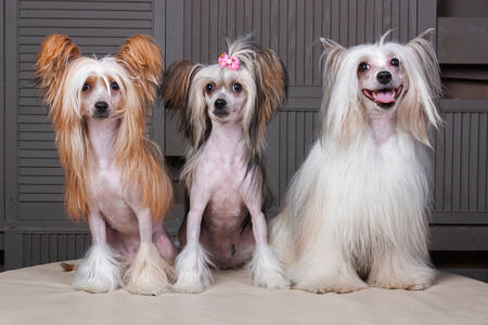 Kínai meztelen kutyák