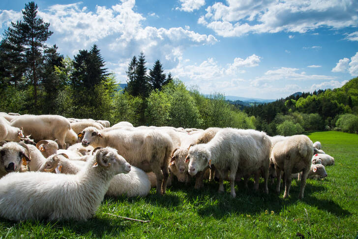 Moutons dans la vallée