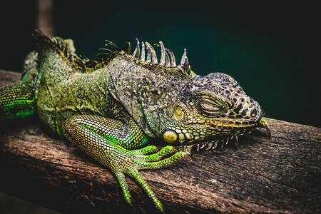 Iguana dormindo