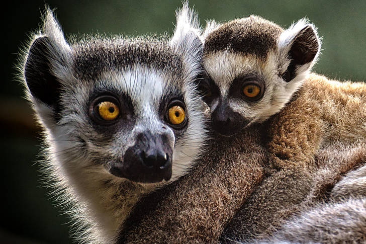 Mom with baby ring lemur