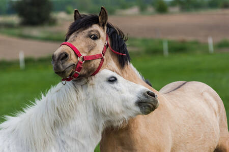 Due pony Shetland