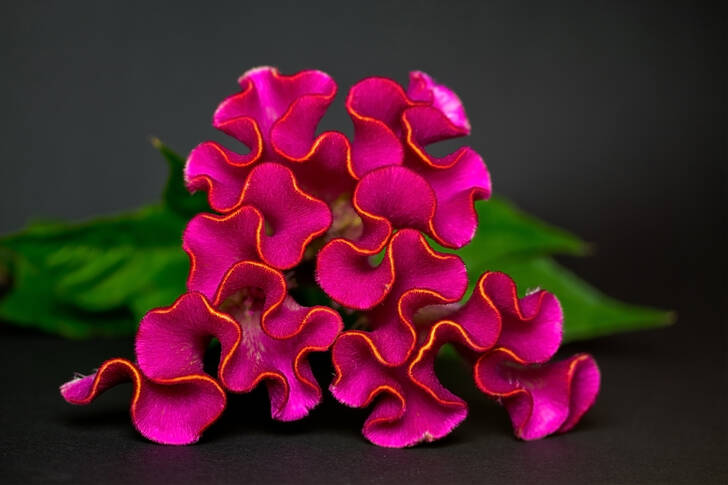 Pink celosia