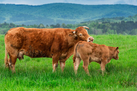 Cow and calf in the meadow