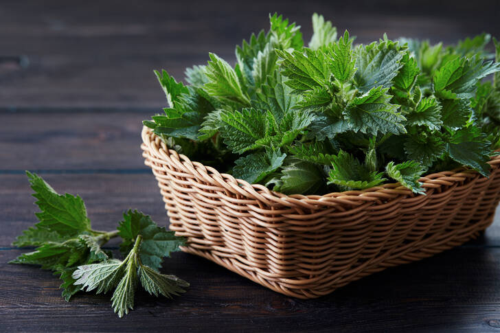 Nettle leaves in a basket