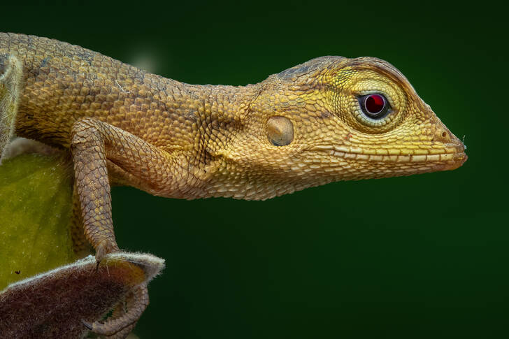 Tânăr cameleon