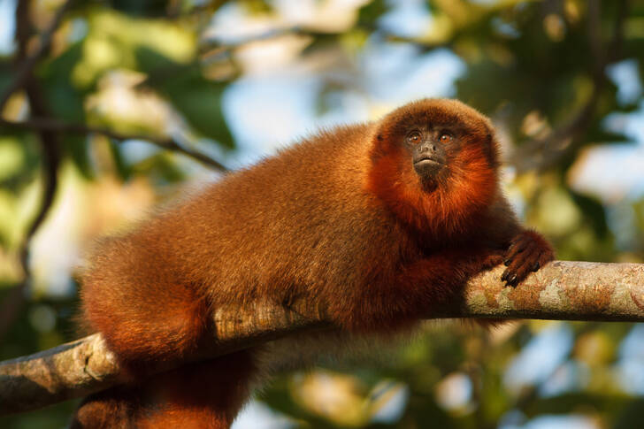 Tamarin sur une branche