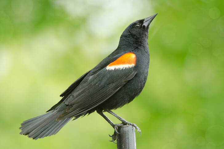 Merle noir à ailes rouges