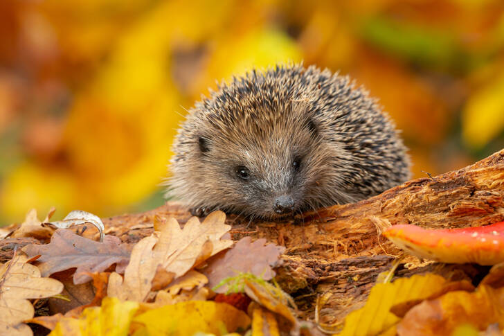 Hérisson dans les feuilles d'automne