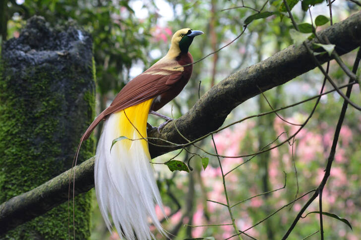 Bird of paradise on a tree