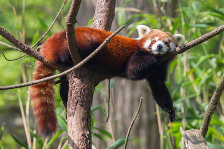 Panda roux sur un arbre