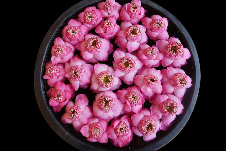 Pink lotuses on a platter